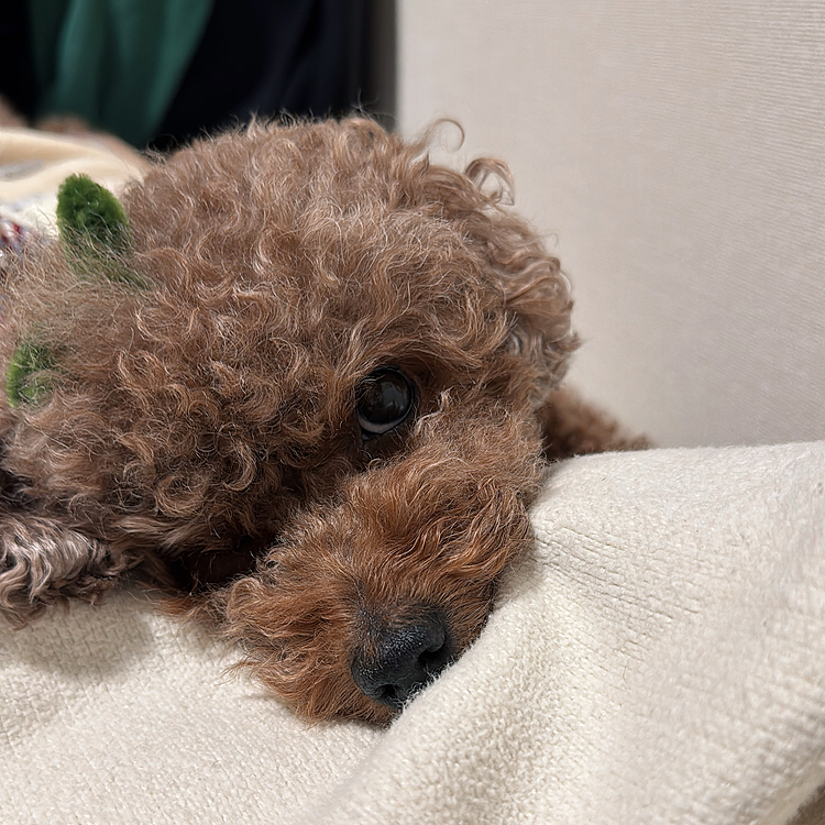 病床に付き合ってくれていたライちゃん






