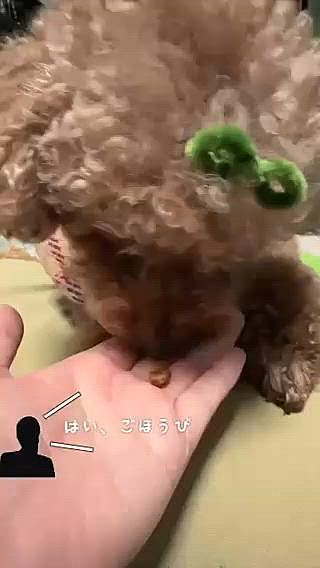 おやつとカリカリは違うの！

ってゆー動画です


ようやく飼い主、回復しました

皆様ありがとうございます

10日も寝込んでしまいました💦

インフルエンザよりタチ悪かったです

まだ咳は出ます

鼻水も😅(次の動画で鼻水が…)






