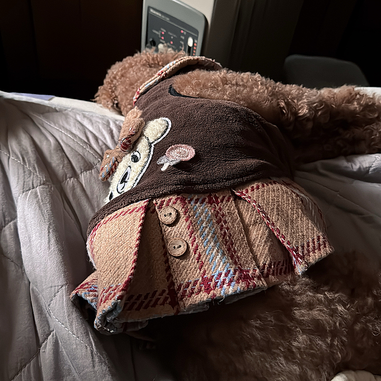 朝ごはん食べて、二度寝してるライちゃん

頭落っこちそうで

ヒーター熱くない？

くらいくっついて寝てる

ふーって寝相変えました😝






