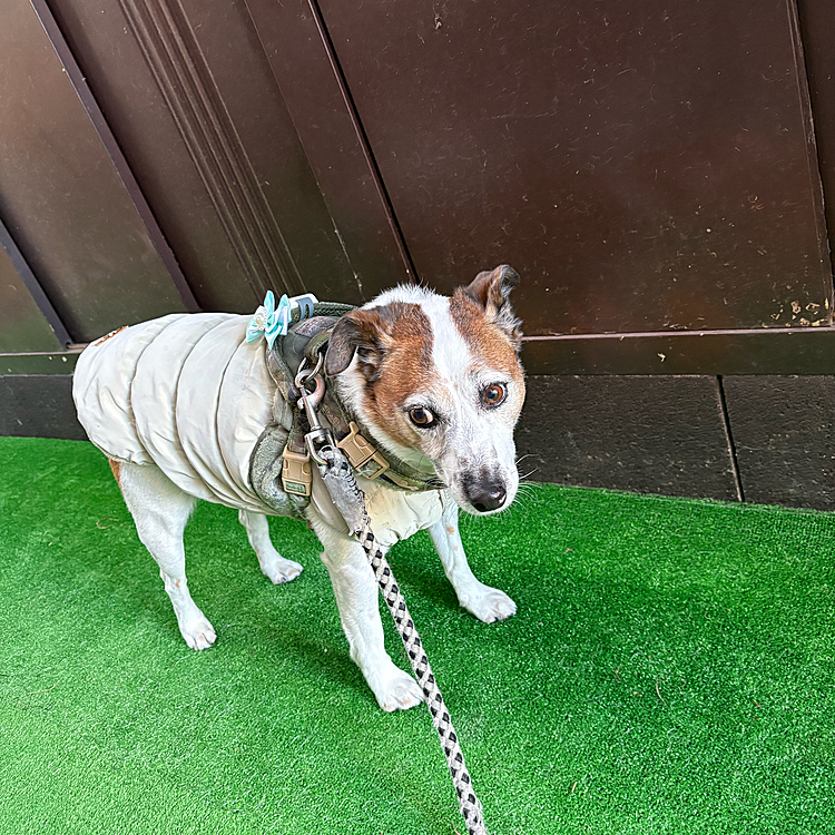 今日はリボン🎀付いてました🤭
寒くならないうちに散歩行ってきまーす👍