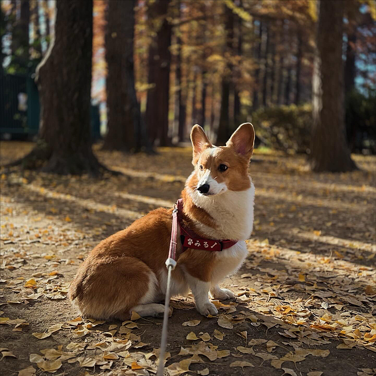 最近人出の多い公園。朝はゆっくり紅葉🍁を堪能出来ますね♪