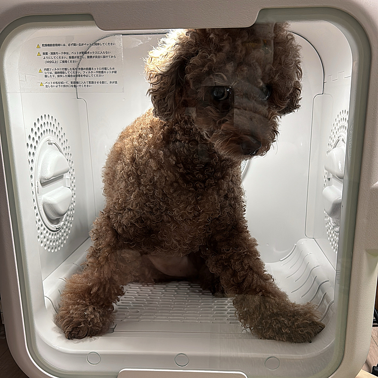 クンクン匂いを嗅いでみたりしていたので

入れてみました

結構おとなしかった

売れ残った仔犬みたい・・・

とまず思ってしまいました😅

63リットル(冷蔵庫とかの測り方ですね)で

ライちゃん、ギリギリです

小型犬は２匹入れるとか書いてあったけど😅






