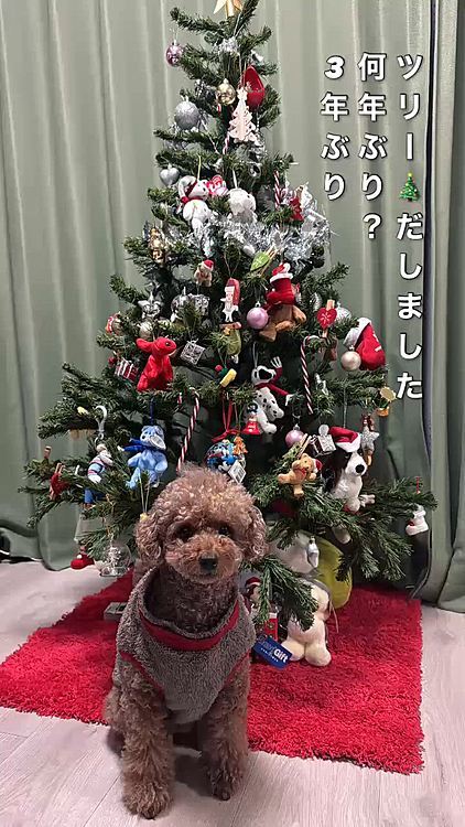 今日は仕事休みでちょこっと在宅したけど

ほとんど休み(てか休みなのにー)

で、今日出さないと今年も出さないかも…

と出しました

ツリーの前でお座りできました





