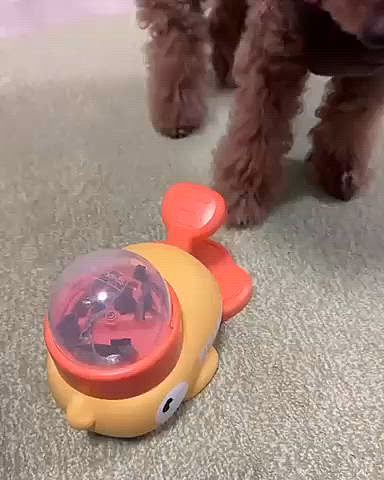 お手をして押してもらうおもちゃ

と思ったみたいです😅😅😅

あははは・・・😅






