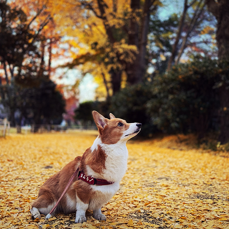 今年もいい感じに銀杏まみれ。