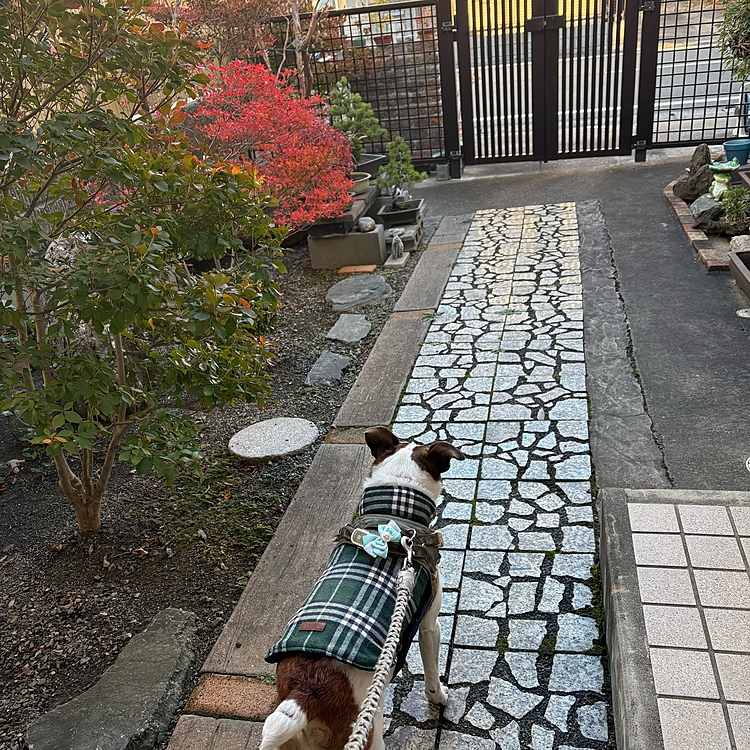 散歩行ってきまーす