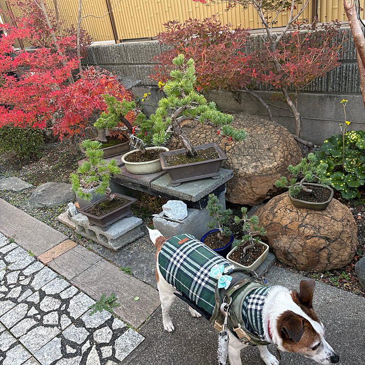我が家の紅葉🍁