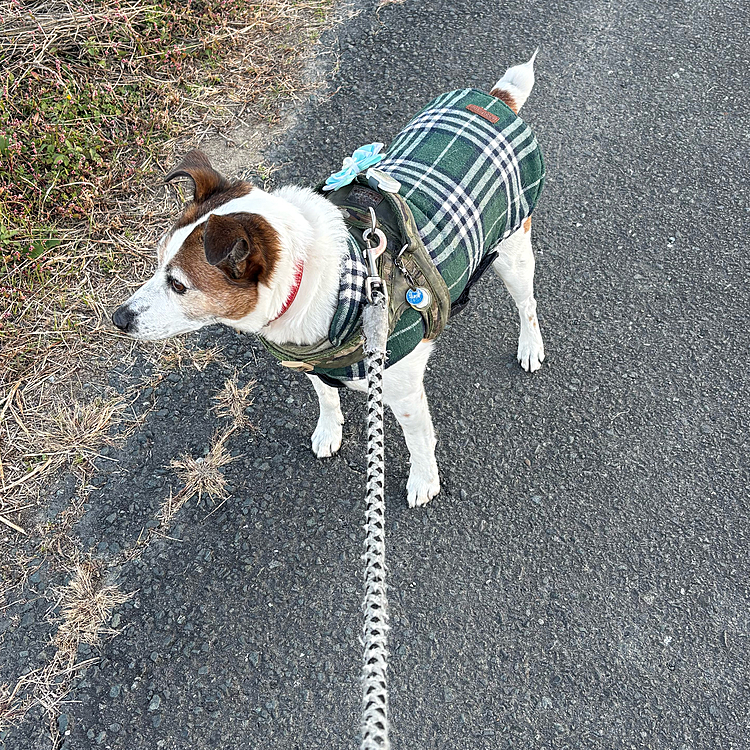 サラダバー探して、、