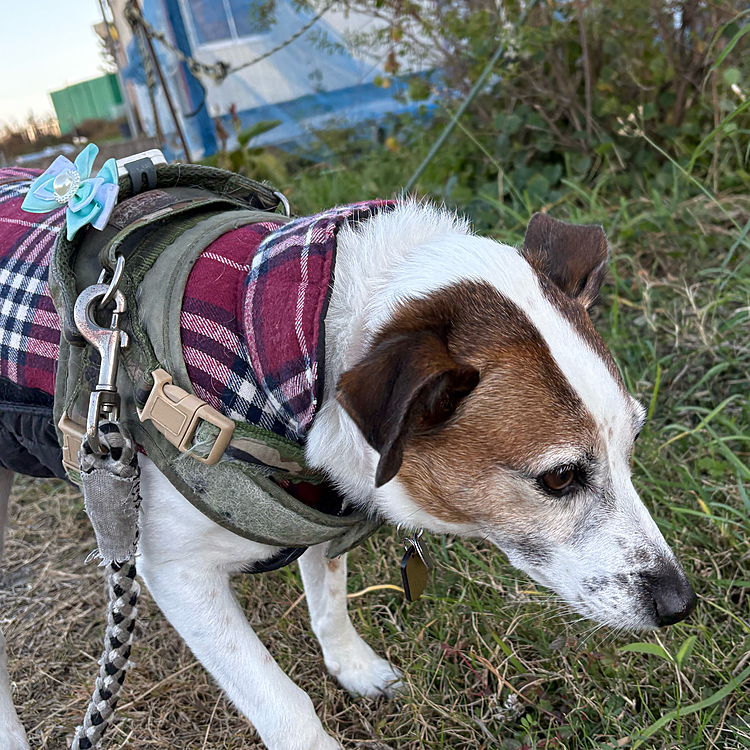 またまたサラダバー探し
