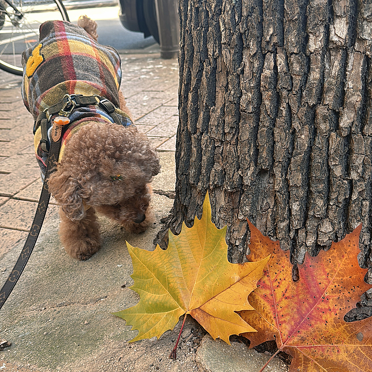 トリミング前のお散歩

大きな落ち葉🍂






