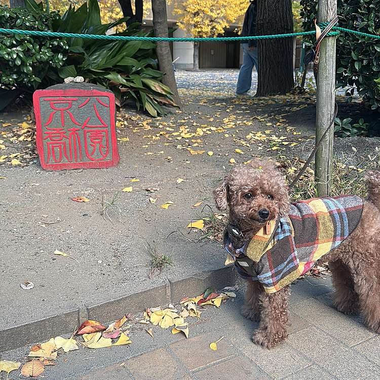 トリミング前は大体京橋公園をお散歩するよ

この日はたくさん人がいて遊んでたりピクニックしてた






