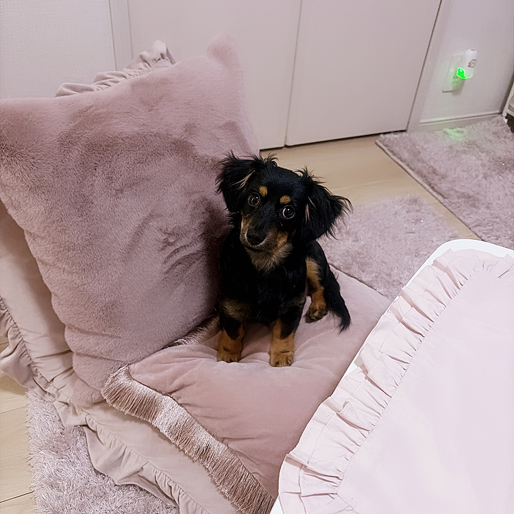 昨日は深夜まで勉強に付き合ってくれたかれんさん。

最近指しゃぶりが多くて、飼い主の指を順番に10本舐めたら、また10本舐め直していく🥹

おしまいだよ〜って言うと、ウーー😡と指を離さなくてワガママだけど愛おしい、、

飼い主、在宅勤務のため一緒に過ごしすぎて共依存になっている気がします。。🤦‍♀️