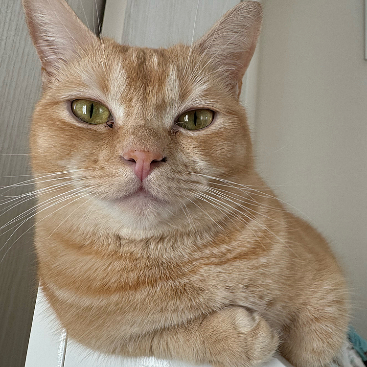 貫禄がある一歳半のマンチカン