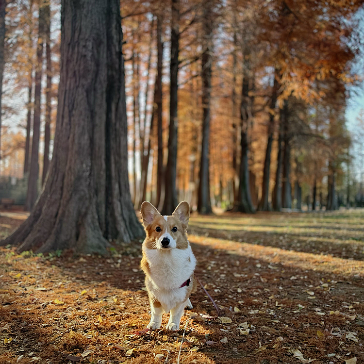 冬の始まりですね。落ち葉🍂の中に何があるのやら😕宝探しに夢中🥰
