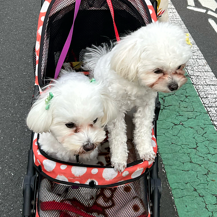 お久しぶりです♪久しぶりのお外で2人とも興奮気味です🤩
それに今月は2人が来て一年記念日です♪一年あっという間ですごく楽しいです😃これからも仲良くしてください☺️