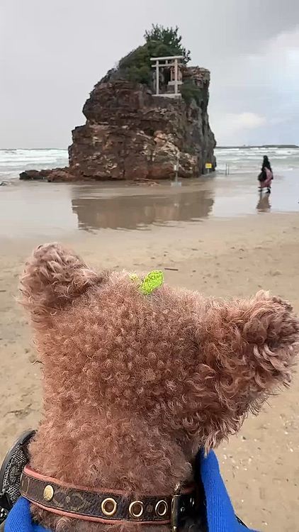 ものすごーく天気の悪い日で

ライちゃんは全く向いてくれず

耳がひらひらしてる動画のみ・・・






