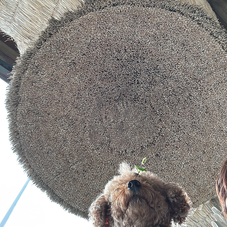 大しめ縄を見上げるライちゃん

ホントは飼い主が下から撮った😝




