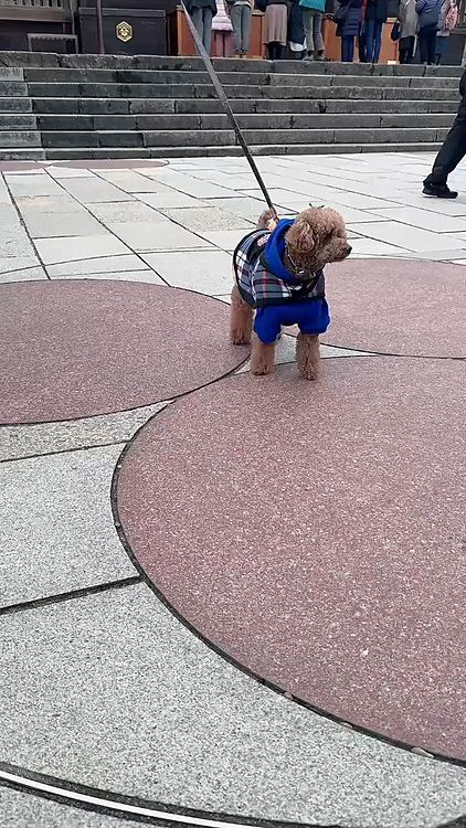 寒くて３枚着せてます

トコトコ歩くライちゃんが可愛い😍❤️

柱があった場所

ハッピーくんも撮っていて、

あ、ライちゃんも撮りたいと思って真似しました

でも、カメラ目線なしです😅






