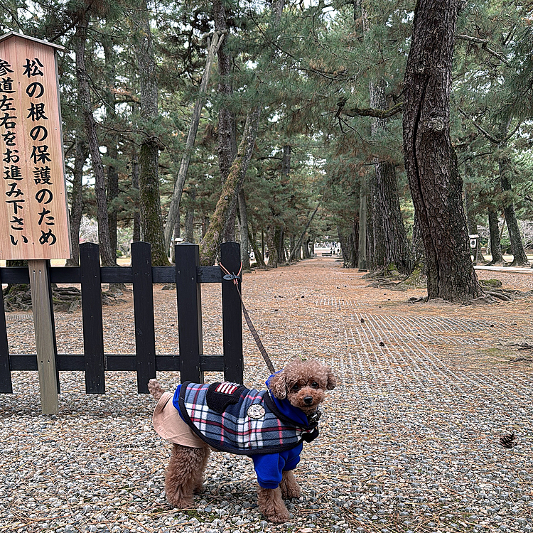 という出雲大社道中でした

次は松江編をアップします

見てね
