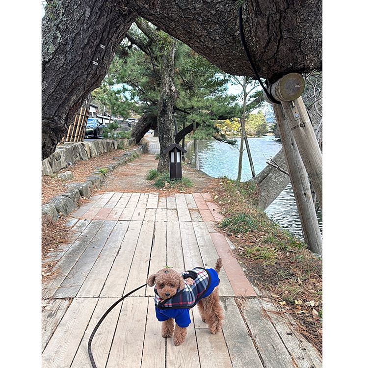 お堀と曲がった松の木の下で





