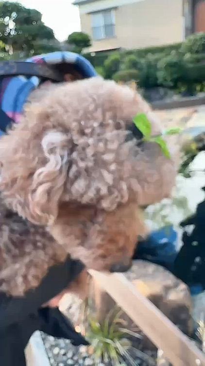 びっくりなんですけど、

ライちゃんが鯉にびびらない図！

飼い主は鯉の餌やりしました






