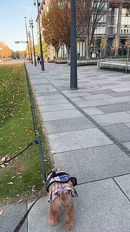 東京駅に着いて、トイレタイム

我慢したもんねー

さぞかしすぐしたくなるだろう

と思いきや

なかなかしない

クンカツとかウロウロ散歩したがりました

ちなみになんですけど、

行きは４時間の遅延

流石にライちゃんの膀胱も限界で

30センチ足らずの個室の床にシートを置いて

狭いけどジョジョジョ〜とできました

旅行用に折り畳みのトイレシーツをセットできる、トイレを持って行ってます





