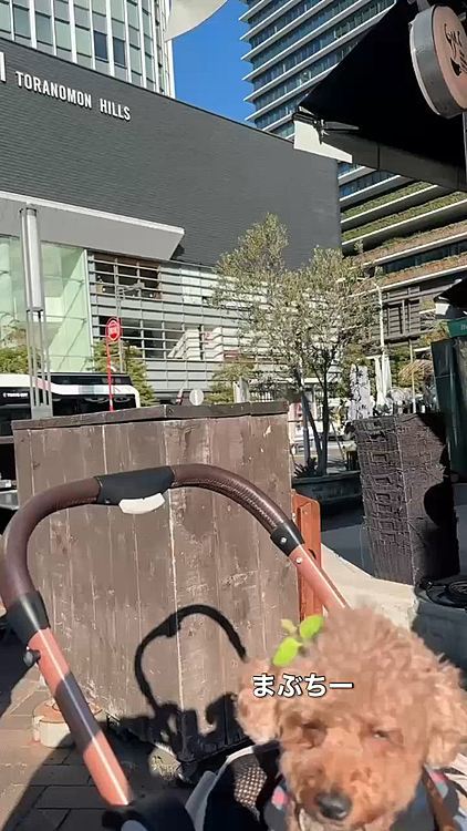 朝ごはんを虎ノ門ヒルズの向かいの

Good morning Cafe & Grill でモーニング

犬可のモーニングってなかなかない東京です

ちょっと食べてから

あ、写真に撮らなきゃと

きちゃない写真で失礼します

パニーニ食べました

