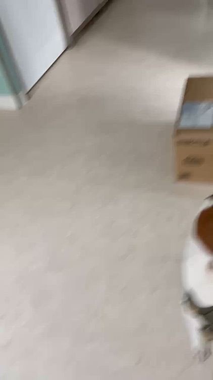 2週間に一度のトリミングに