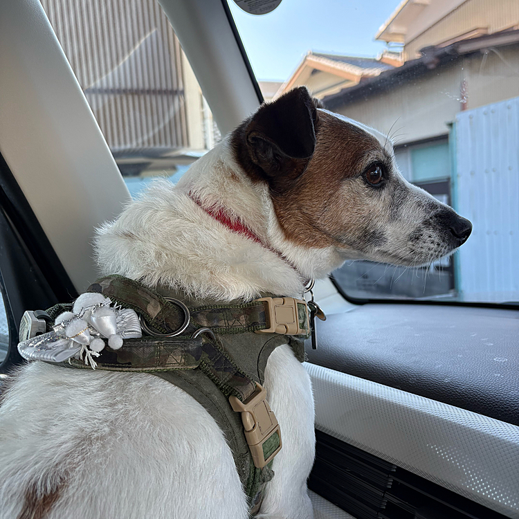 今日もリボン(白)付けてくれました
