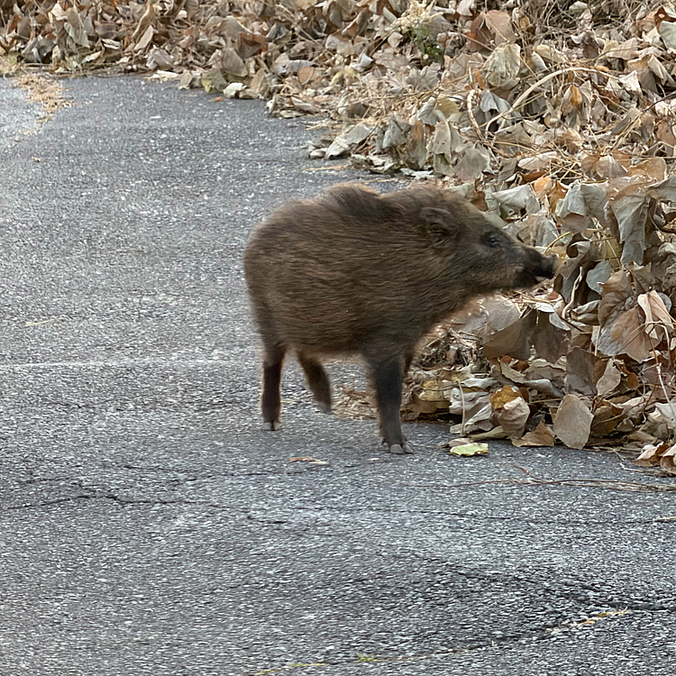 今ウチの目と鼻の先に猪🐗出た😳‼️💦
ここのところのクマ🐻騒ぎといい…食べ物が無いのはクマ🐻‍も猪🐗も一緒なのかもなぁ💦💦💦
ただただ食べ物が欲しいだけなのに…人間から見たら大騒ぎな事なんだろうけど､本質的にはただそれだけなんだよね💦何か悲しい😭😭😭
 #イノシシ