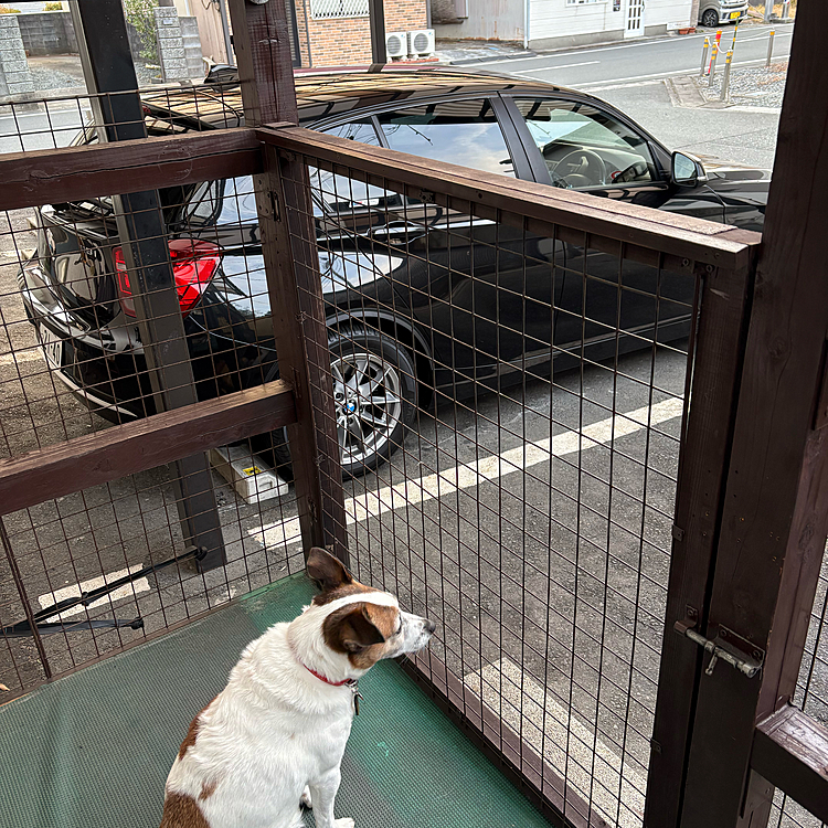 パパをお見送りする気で、、