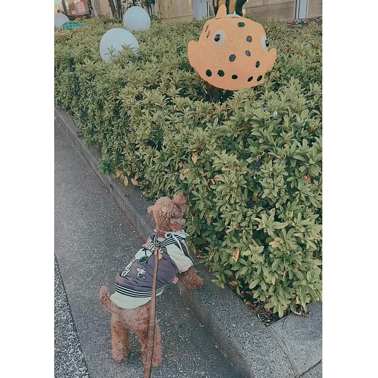 今年もやっぱり海のやつ(てか、ずっと海だと思う、昨年商店街が奮発して買ったぽい)

これはフグです

暗くなってからここを通っていますが

設置しただけでまだ点灯してないです






