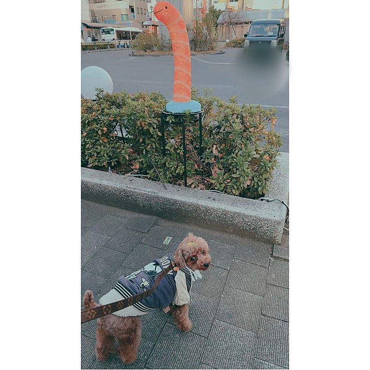 チンアナゴもいた！

今年は気にならないみたい

光ると気になり出すかな？

ちなみになんですが、島根県は寒かったけど

手が辛いとか思いませんでした

(朝ドラの主人公ヘブンさんは「マツエ、サムイ！ジゴク！」言ってるけど)

日の暮れた会社帰り、手が辛いです

手袋しようと思いました

関東の寒さ、やって来た😵‍💫




