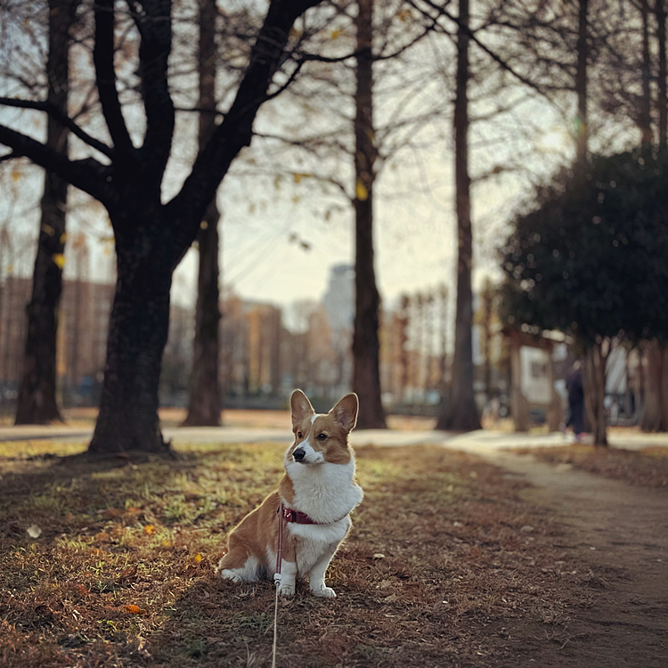 寒い朝🥶日差しが柔らかくいい感じでお散歩🚶‍♀️出来ました。