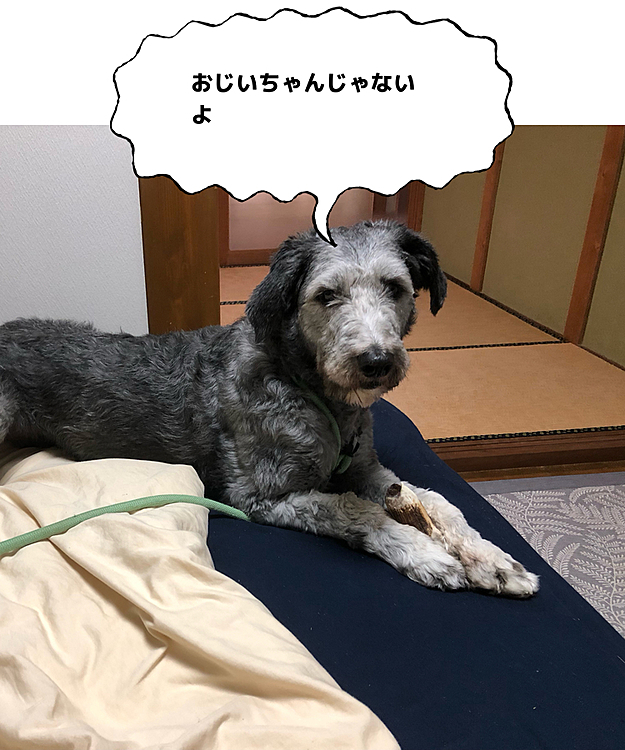 最近寒くなってきたのでしばらく毛を伸ばしてますがおじいちゃんに見えます