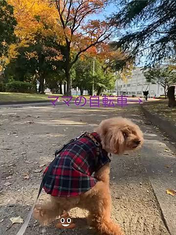 12月に入りママと近くの公園へ🚲
ハッピーは歩き出してすぐにもよおすタイプです💩
イチョウの葉も落葉が進んでいました🍁
赤、黄色、茶色と秋を感じます🍂

ハッピーと何度もダッシュしました💨💨
この日は暖かかったのもあり汗ばむほどでした💦
オヤツは大好きな博多通りもんです♪
