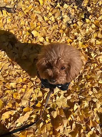 最後はいつものショッピングモールへお散歩🐾
フライングタイガーには目もくれず隣の時計屋さんへ、、、あれ違うと気付き入ったのはお目当てのペット用品店🐶
オヤツ貰えるから大好きで毎回必ず入ろうとします💦💦
お高めのお店なので毎回は入れませんよ😆