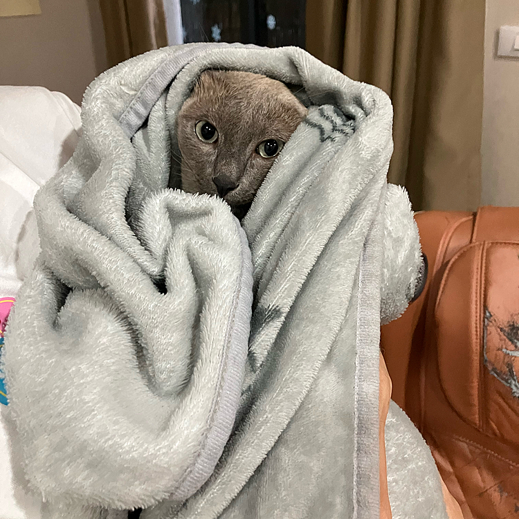 引っ掻いたので毛布で包んで捕まえた。これからお仕置きです。