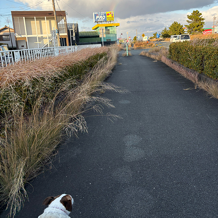 あっ！虹🌈だ❣️
朝まで雨が降り☔
息子は散歩中止したが11時やんで私が散歩出た時はまだ出てなかったんだけど、、
ちょっとだけ雲☁️の下に見えて
急いでカメラで


