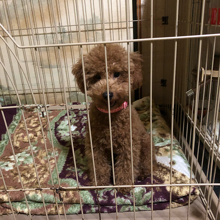 本日新しい家族をお迎えしました！
トイプードルのルカくんです。
甘えん坊の可愛い男の子です。
今日からよろしくね♪