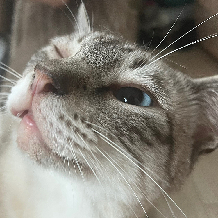 初めまして！こんばんは！
初めての投稿はお気に入りの写真をアップします♪
猫9匹、サバンナモニター1匹、オカメインコ2匹と暮らしています。
動物好きさんと仲良くなりたいです☺️
気軽にフォローしてください！
こちらからも無言フォロー失礼します。
これからよろしくおねがいします🙏