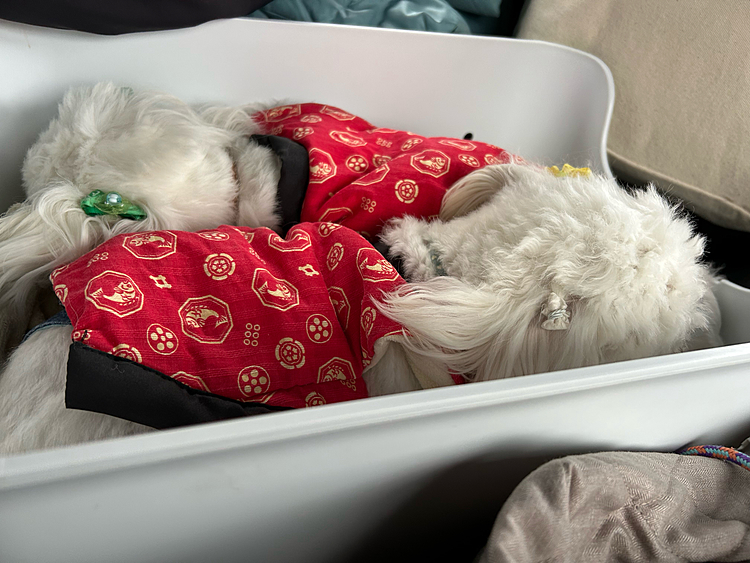 昨日久しぶりに遠出をしました♪前の子のお気に入りのちゃんちゃんこ2人も気に入ったみたいです☺️最近似すぎていて家族みんなぼんちゃんとれあちゃん間違えてしまいます😛