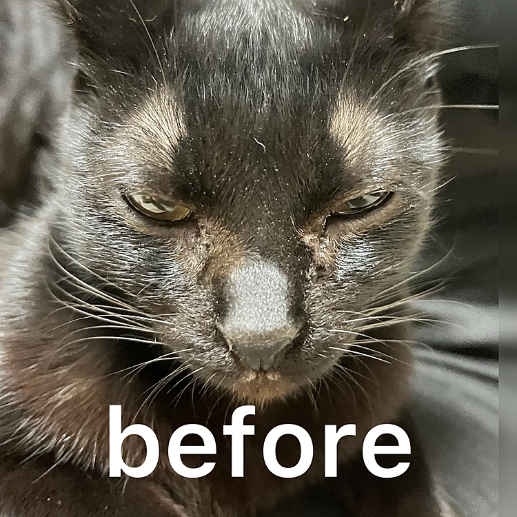 悪い顔になってる💦
カメラを撮るのが下手すぎて泣ける😭
しずくちゃんを撮るといつもこんな感じになります。
動くのでよくシャッターチャンスも逃してしまいます。
