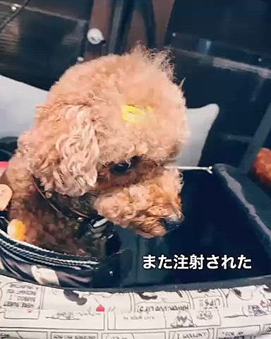 ５週間後になってしまいましたが、

月１のサイトポイント注射をしてきました

なのにさ、ママはカキ🦪食べてんだよ！

でも、そこでオーナーシェフが激推し！とゆーカニを買ってくれたワン

プロが茹でたからおいちかった

カニの脚が一本足りないから安く手に入れたけど美味しいカニだってお薦めだって

ホントに美味しかったワン

飲食店でボイルのカニは割高なのかもしれないけど、そーでもなかったです

サイズが小さいからかな？




