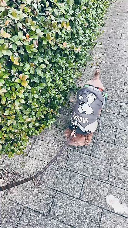 明るいうちにお散歩に行けた日

いつもなら暗くなっているので

駅方面に向かうんだけど

明るいから逆方面に行きました




