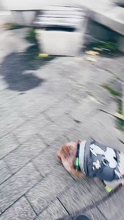 エントランス棟と住宅棟が別々にある、高級メゾネットエリアが途中あるんですが

芝生があるんですね

そこで致したいライちゃん

でも看板に「ここで致してはダメ」と書いてある

「ここじゃダメだよ」と引っ張ったらやめたんです

でも、交差点の真ん中で致しました

信号は変わるし、プップッと鳴らされるし



