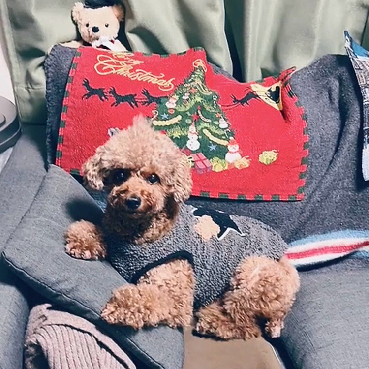 ソファーでくつろぐ偉そうなライちゃん


