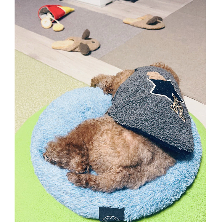 早朝出したのかおもちゃ出てる

お散歩とご飯後、爆睡



