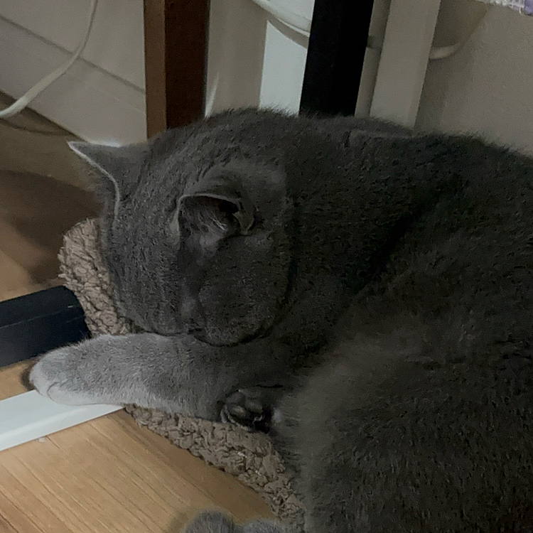 おやつタイムを忘れていたら思いっきり拗ねてました..ごめんね🙇