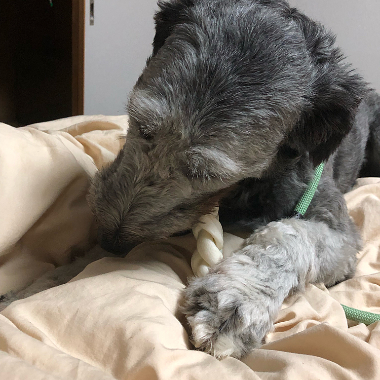 いつも弟のルカの面倒を見てくれる優しいお兄ちゃんのクロくん。いつもありがとう
夜のママとのイチャイチャタイム